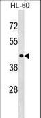Ras Association Domain Family Member 7 antibody, LS-B15666, Lifespan Biosciences, Western Blot image 