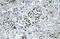 Stearoyl-CoA Desaturase antibody, ARP32797_T100, Aviva Systems Biology, Immunohistochemistry frozen image 