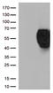 B And T Lymphocyte Associated antibody, LS-C799188, Lifespan Biosciences, Western Blot image 