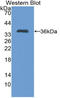 TFF1 antibody, LS-C296791, Lifespan Biosciences, Western Blot image 