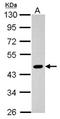 Pygopus Family PHD Finger 2 antibody, NBP2-20018, Novus Biologicals, Western Blot image 