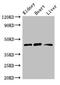 WT1 Associated Protein antibody, CSB-PA618970LA01HU, Cusabio, Western Blot image 