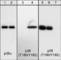 p38 antibody, PM1391, ECM Biosciences, Western Blot image 