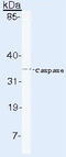 Caspase 6 antibody, GTX17822, GeneTex, Western Blot image 