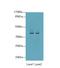 Purinergic Receptor P2Y13 antibody, LS-C397181, Lifespan Biosciences, Western Blot image 