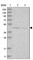 Dystrobrevin Binding Protein 1 antibody, HPA028053, Atlas Antibodies, Western Blot image 