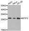 Mitochondrial Translational Initiation Factor 3 antibody, A8524, ABclonal Technology, Western Blot image 