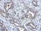 Mitochondrial Ribosomal Protein L18 antibody, NBP2-19400, Novus Biologicals, Immunohistochemistry paraffin image 