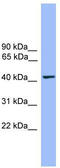 Theg Spermatid Protein antibody, TA344591, Origene, Western Blot image 