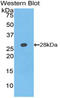 Fu antibody, LS-C374350, Lifespan Biosciences, Western Blot image 