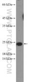 TNF Superfamily Member 12 antibody, 12537-1-AP, Proteintech Group, Western Blot image 