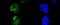 Cyclin D1 antibody, NBP2-67306, Novus Biologicals, Immunofluorescence image 