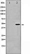 Lipase E, Hormone Sensitive Type antibody, orb99377, Biorbyt, Western Blot image 