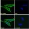 Adrenoceptor Beta 1 antibody, NB600-978, Novus Biologicals, Immunofluorescence image 