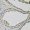 TP antibody, 23-928, ProSci, Immunohistochemistry frozen image 