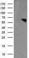 Rhotekin antibody, M07596-1, Boster Biological Technology, Western Blot image 