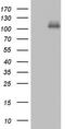 Cadherin 4 antibody, M07632, Boster Biological Technology, Western Blot image 