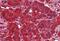 Dynamin 3 antibody, NB100-93449, Novus Biologicals, Immunohistochemistry paraffin image 