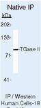 Transglutaminase 2 antibody, MA5-12736, Invitrogen Antibodies, Immunoprecipitation image 