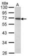 CD177 Molecule antibody, LS-C109533, Lifespan Biosciences, Western Blot image 