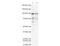 Transporter 1, ATP Binding Cassette Subfamily B Member antibody, IQ224, Immuquest, Enzyme Linked Immunosorbent Assay image 