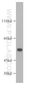 Glutathione reductase antibody, 18257-1-AP, Proteintech Group, Western Blot image 