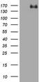 Zinc Finger E-Box Binding Homeobox 1 antibody, LS-C797957, Lifespan Biosciences, Western Blot image 