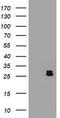 BCL10 Immune Signaling Adaptor antibody, LS-C175362, Lifespan Biosciences, Western Blot image 