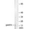 Gastrin antibody, A03612-1, Boster Biological Technology, Western Blot image 