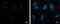 Ariadne RBR E3 Ubiquitin Protein Ligase 2 antibody, GTX115410, GeneTex, Immunofluorescence image 