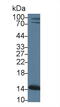 14 kDa phosphohistidine phosphatase antibody, MBS2006485, MyBioSource, Western Blot image 