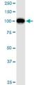 General Transcription Factor IIIC Subunit 2 antibody, H00002976-B01P, Novus Biologicals, Western Blot image 