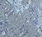 Sphingosine 1-phosphate receptor 2 antibody, 8229, ProSci, Immunohistochemistry frozen image 