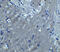 Sphingosine-1-Phosphate Receptor 2 antibody, 8229, ProSci, Immunohistochemistry frozen image 