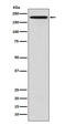 Eukaryotic Translation Initiation Factor 2 Alpha Kinase 4 antibody, GTX57742, GeneTex, Western Blot image 