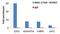 RUNX Family Transcription Factor 3 antibody, MA5-17169, Invitrogen Antibodies, Chromatin Immunoprecipitation image 