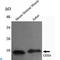 Cytochrome C Oxidase Subunit 4I2 antibody, LS-C812927, Lifespan Biosciences, Flow Cytometry image 