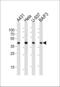 Phosphoglycerate Kinase 1 antibody, 62-700, ProSci, Western Blot image 