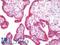 Glucosidase II Alpha Subunit antibody, LS-C185477, Lifespan Biosciences, Immunohistochemistry frozen image 