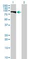 G2 And S-Phase Expressed 1 antibody, H00051512-B01P, Novus Biologicals, Western Blot image 