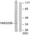 High Mobility Group 20B antibody, LS-C119294, Lifespan Biosciences, Western Blot image 