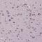 Transmembrane 4 L Six Family Member 20 antibody, HPA063184, Atlas Antibodies, Immunohistochemistry frozen image 