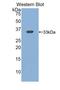 Integrin Subunit Beta 3 antibody, LS-C372707, Lifespan Biosciences, Western Blot image 