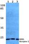 KDEL Endoplasmic Reticulum Protein Retention Receptor 2 antibody, PA5-75397, Invitrogen Antibodies, Western Blot image 