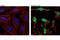 Caspase 7 antibody, 8438S, Cell Signaling Technology, Immunocytochemistry image 