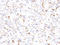 Hepatitis A virus cellular receptor 2 homolog antibody, IHC003-1, GenomeMe, Immunohistochemistry frozen image 
