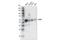 WT1 Associated Protein antibody, 56501S, Cell Signaling Technology, Western Blot image 