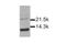 Interleukin 15 antibody, PA1-22494, Invitrogen Antibodies, Western Blot image 