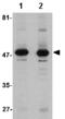 Aldehyde Dehydrogenase 3 Family Member A1 antibody, ab76976, Abcam, Western Blot image 