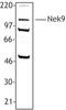 NIMA Related Kinase 9 antibody, LS-B1638, Lifespan Biosciences, Western Blot image 